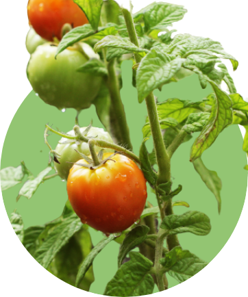 野菜